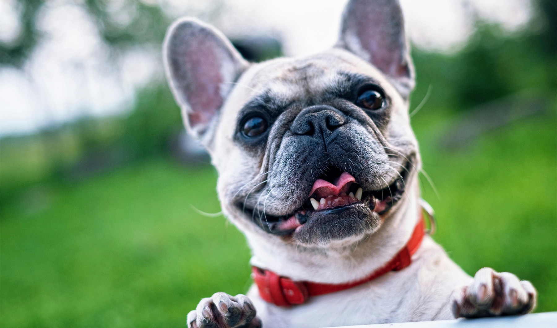 Photo of a white frenchie Photo of a white frenchie